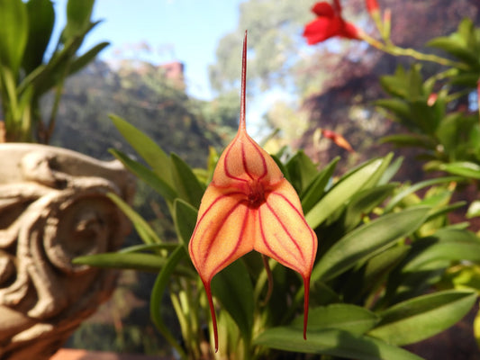 Masdevallia Partizan 'Wine Stripes'