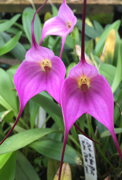 Masdevallia Out of the Blue 'Lilac Time'