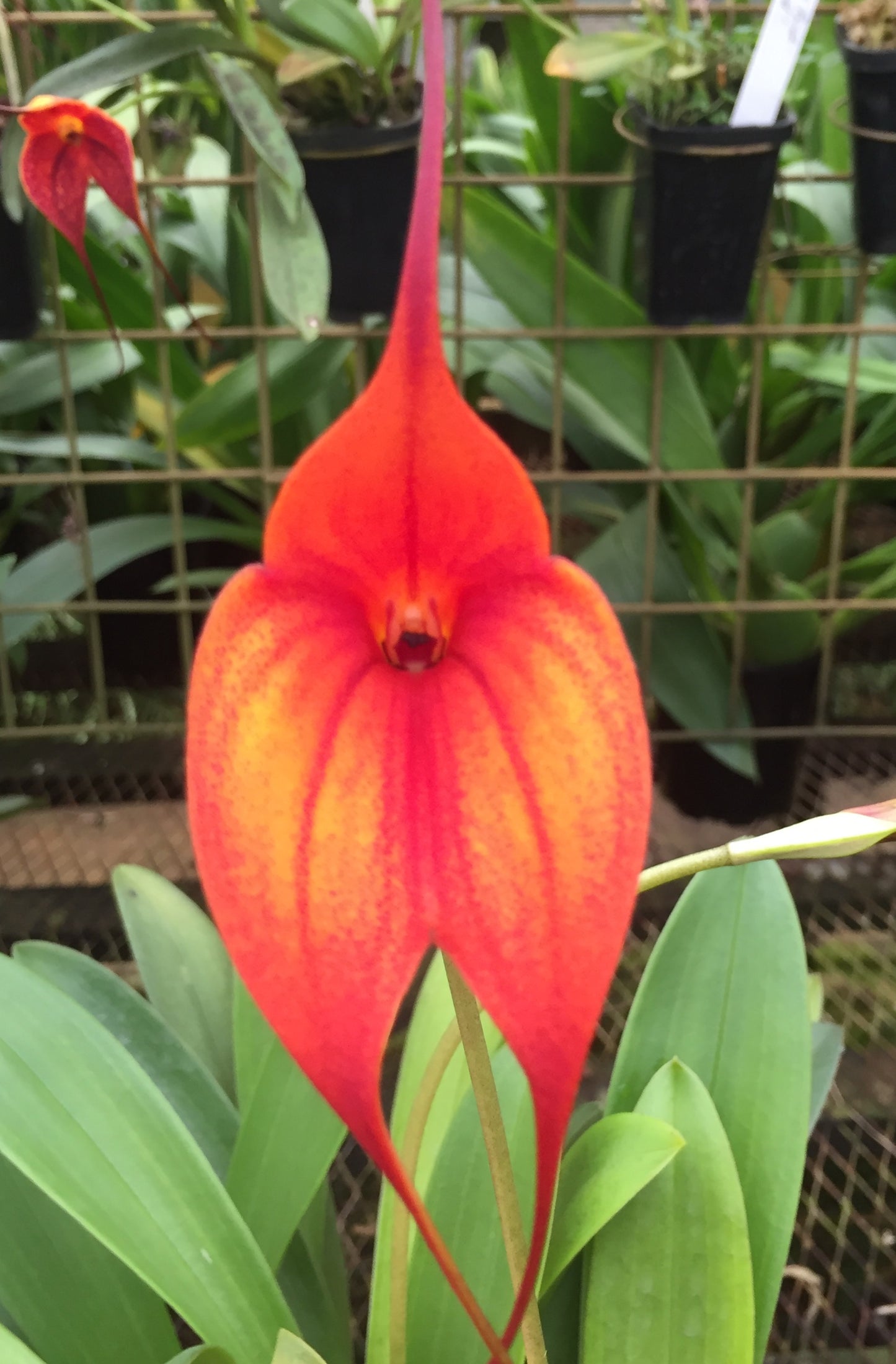 Masdevallia King of Kings 'Dane Hill' HCC/AOC