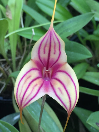 Masdevallia Rein Strips 'Purple Strips'