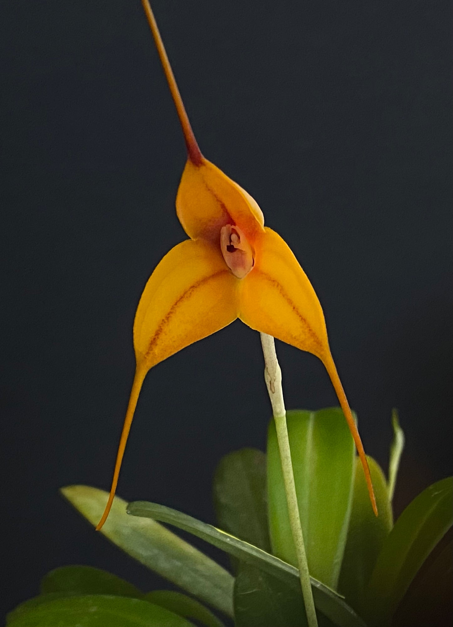 Masdevallia Sun Dancer x triangularis 'Superb'