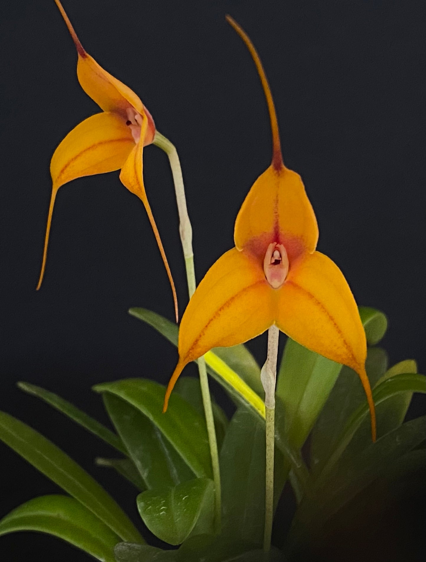 Masdevallia Sun Dancer x triangularis 'Superb'