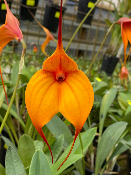 Masdevallia Sunbelievable 'Better than Beenak'