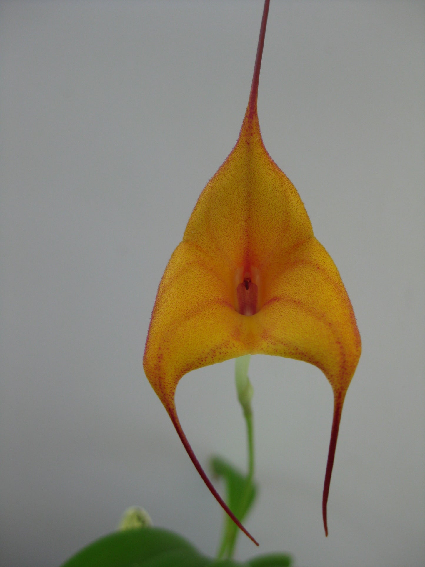 Masdevallia Inca Prince × triangularis 'Aztec Gold'