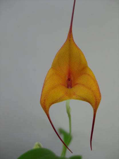 Masdevallia Inca Prince × triangularis 'Aztec Gold'