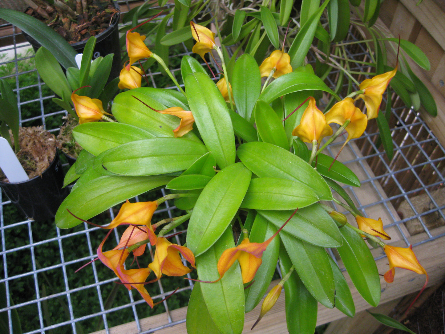 Masdevallia Inca Prince × triangularis 'Aztec Gold'
