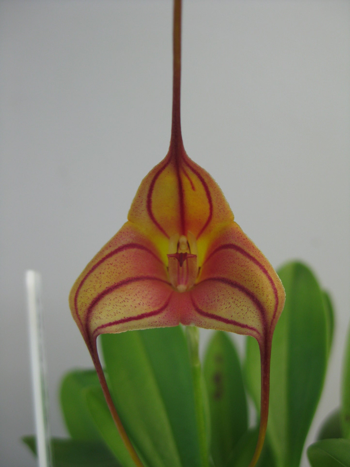 Masdevallia John Leathers #55 × triangularis 'Hawk Hill'