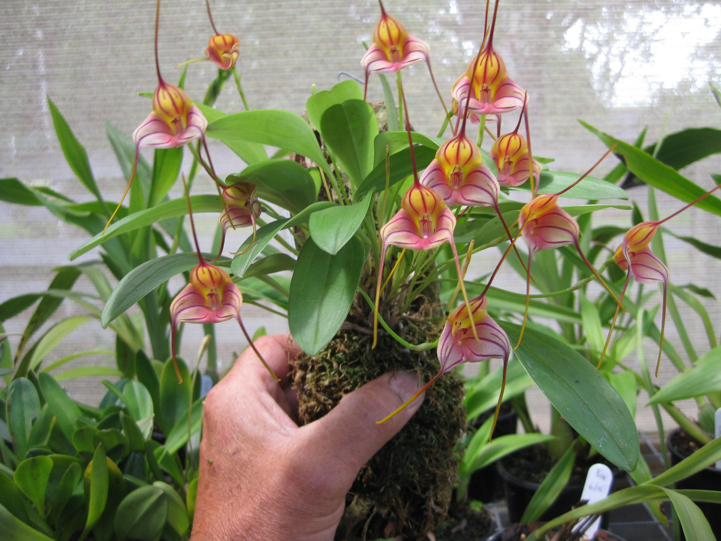 Masdevallia John Leathers #55 × triangularis 'Hawk Hill'