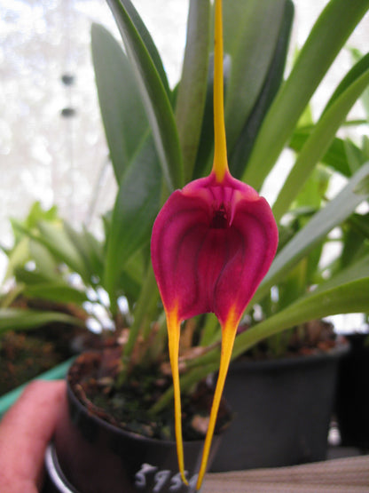 Masdevallia John Tomaschke 'Deep Purple' flower close-up showing deep purple-violet colouration
