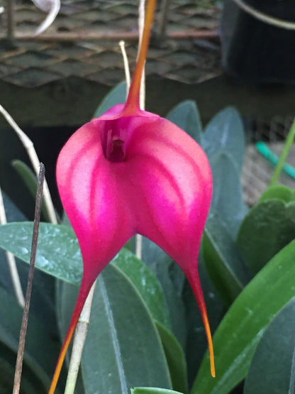 Masdevallia John Tomaschke 'Lou Reed' AD/OSCOV