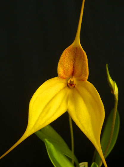 Masdevallia Kimball's Sun 'Bright Angel' close-up of the triangular flower in brilliant golden-yellow with a red dorsal line and long, tapering tails.