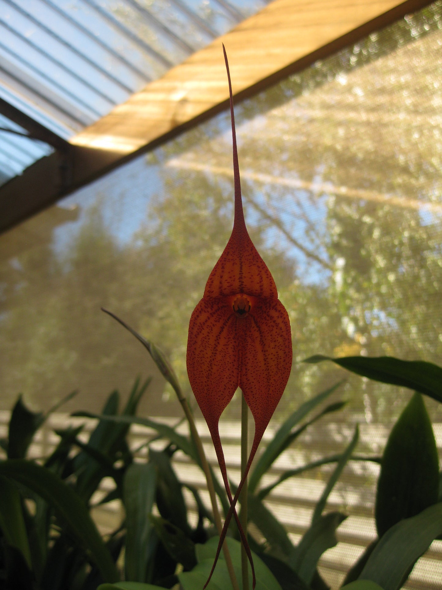 Masdevallia King of Kings 'Black Caviar' AM/AOC second flower view showing AM/AOC award form