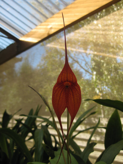 Masdevallia King of Kings 'Black Caviar' AM/AOC second flower view showing AM/AOC award form