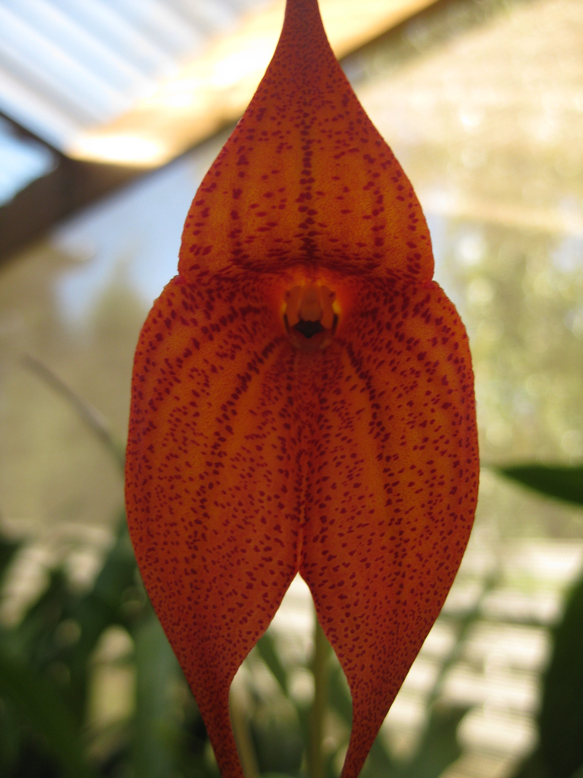Masdevallia King of Kings 'Black Caviar' AM/AOC flower close-up showing deep dark colouration