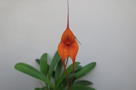 Masdevallia King of Kings 'Zabeel'
