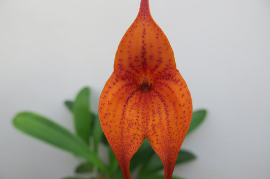 Masdevallia King of Kings 'Zabeel'