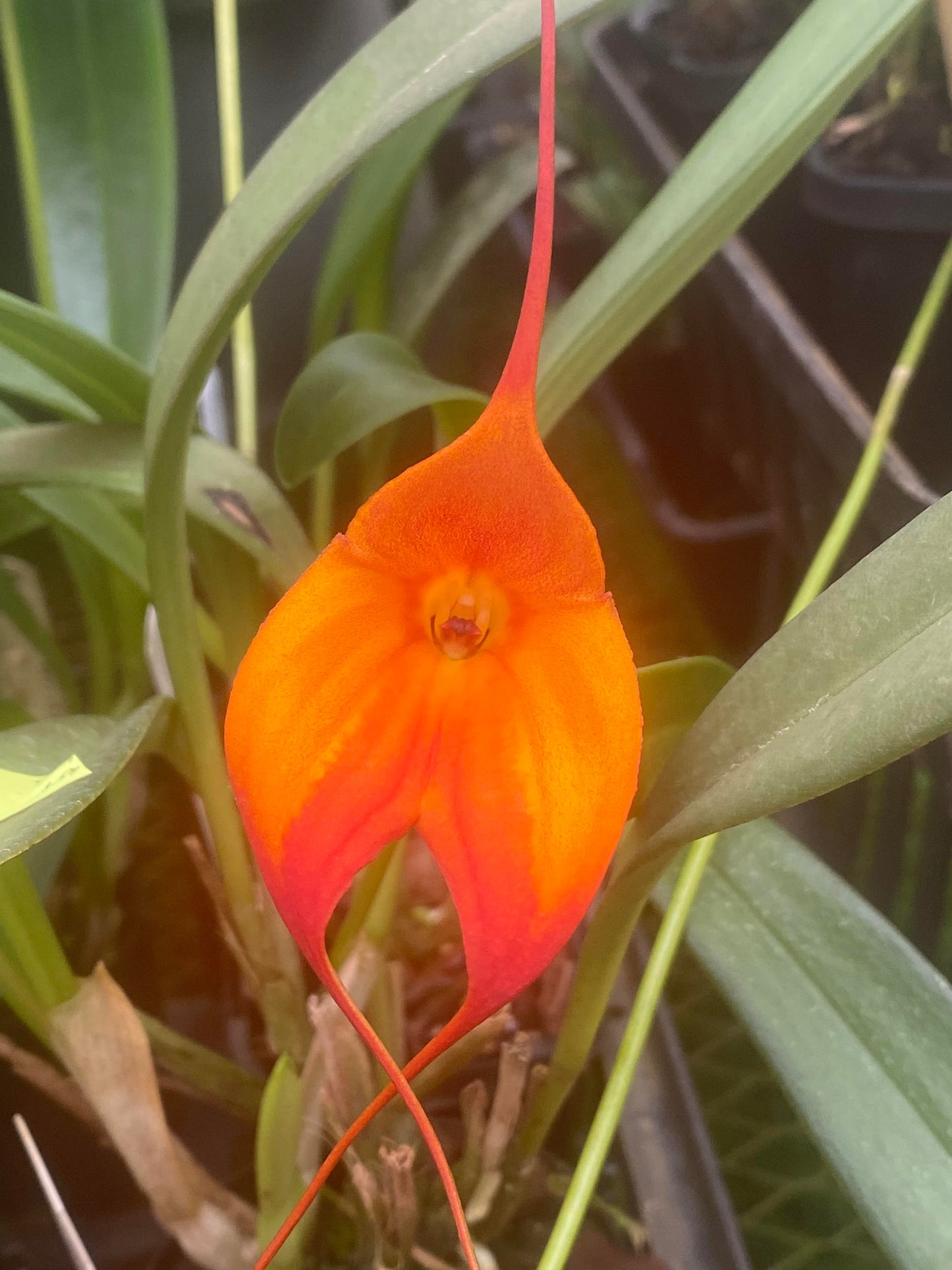 Masdevallia King Falcon 'Blaze'