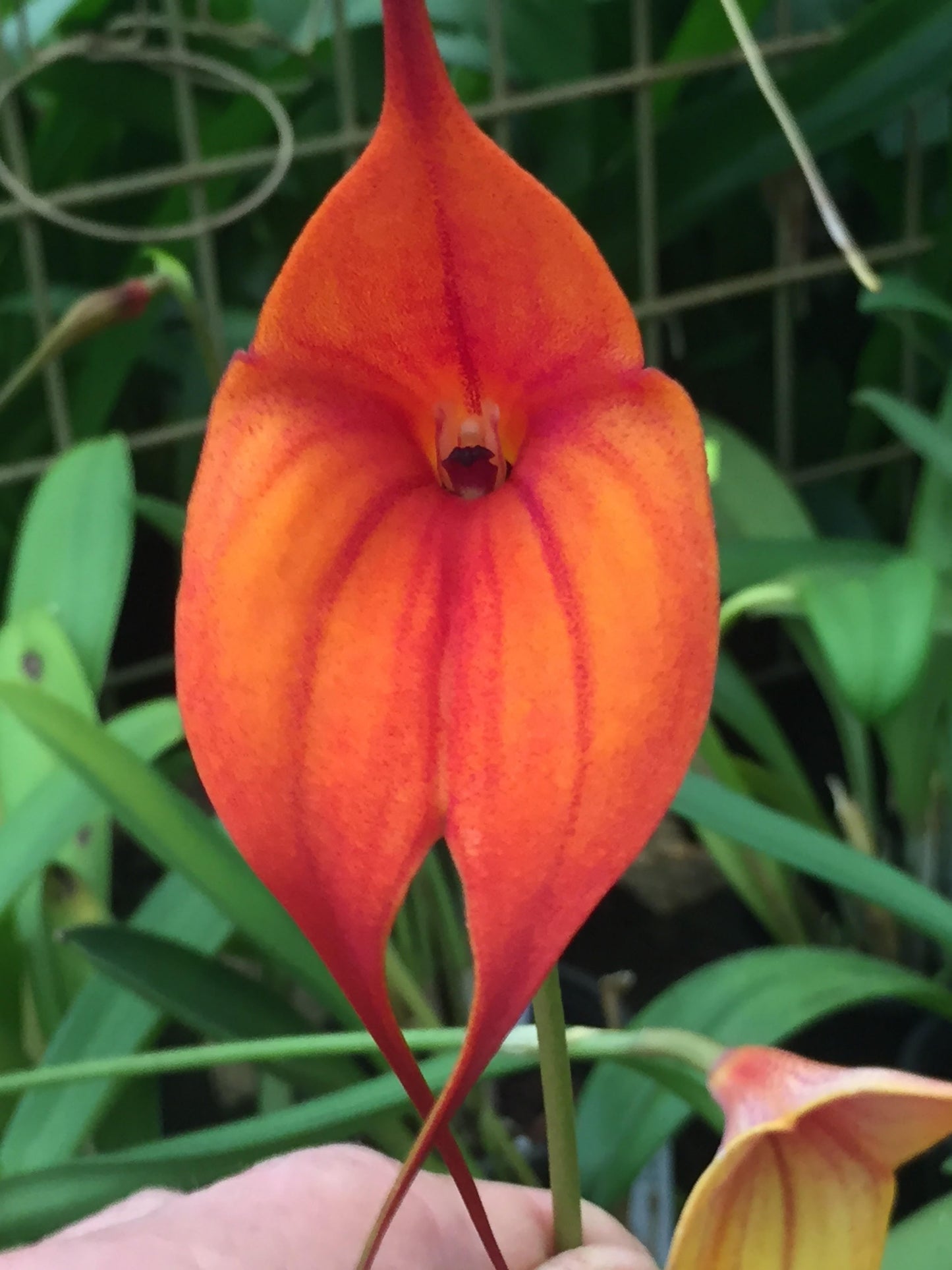 Masdevallia King of Kings 'Dane Hill' HCC/AOC