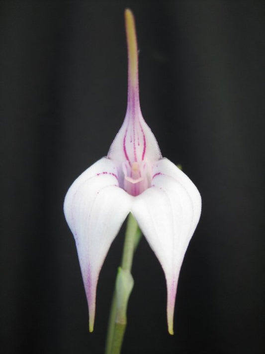 Masdevallia Larissa 'Alabaster'