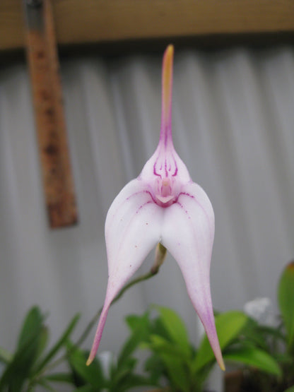 Masdevallia Larissa 'Alabaster'
