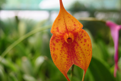 Masdevallia (Latin Sun × Midas Touch) ‘Val’