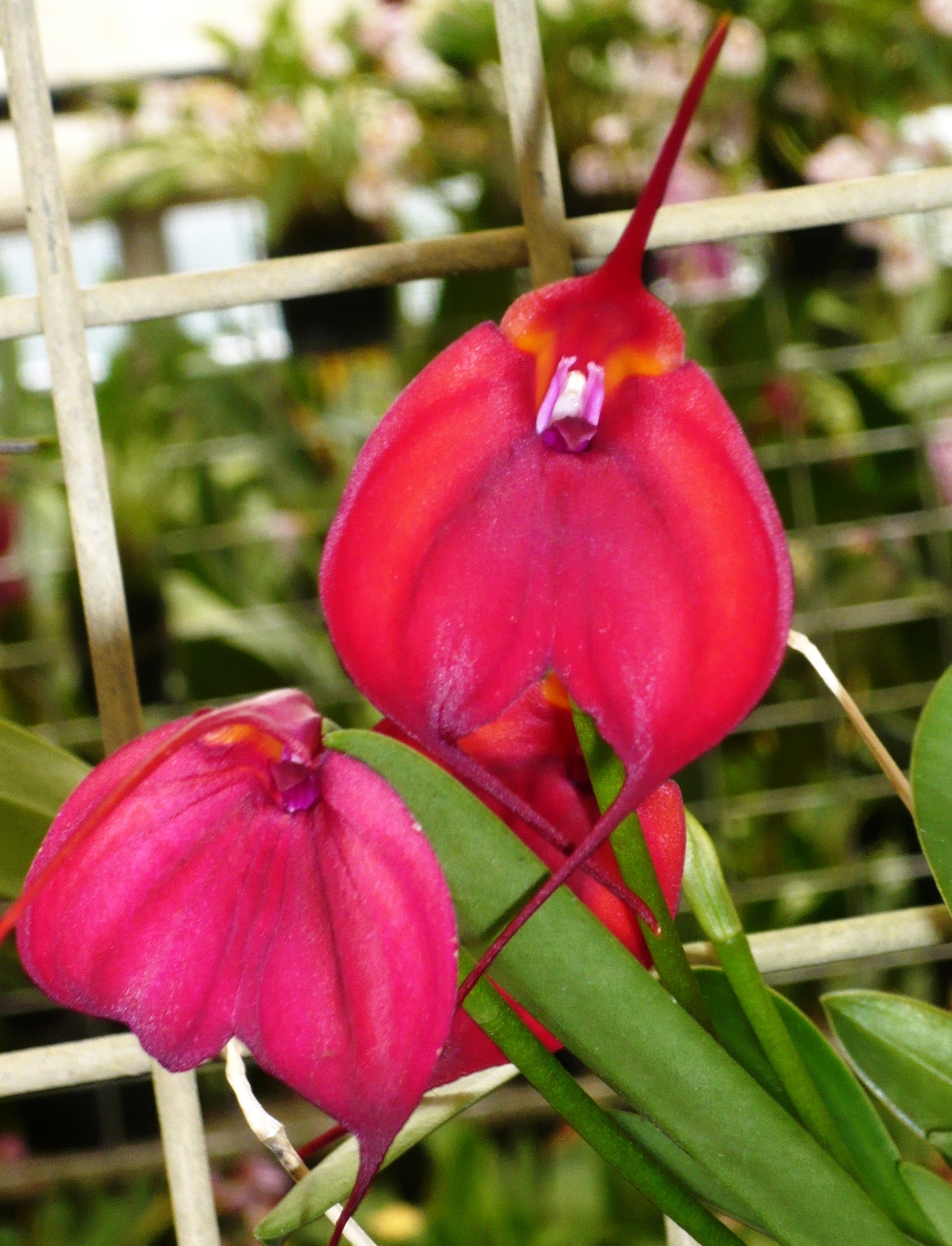 Masdevallia John Tomaschke 'Lou Reed' AD/OSCOV