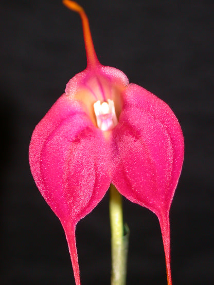 Masdevallia John Tomaschke 'Lou Reed' AD/OSCOV