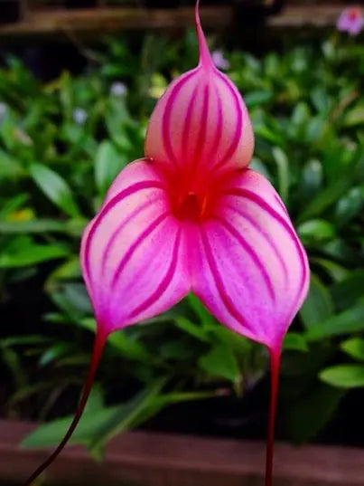 Masdevallia Magic Dragon 'Dragon Stripes' close-up of the triangular pink flower with bold magenta stripes and long, tapering tails.