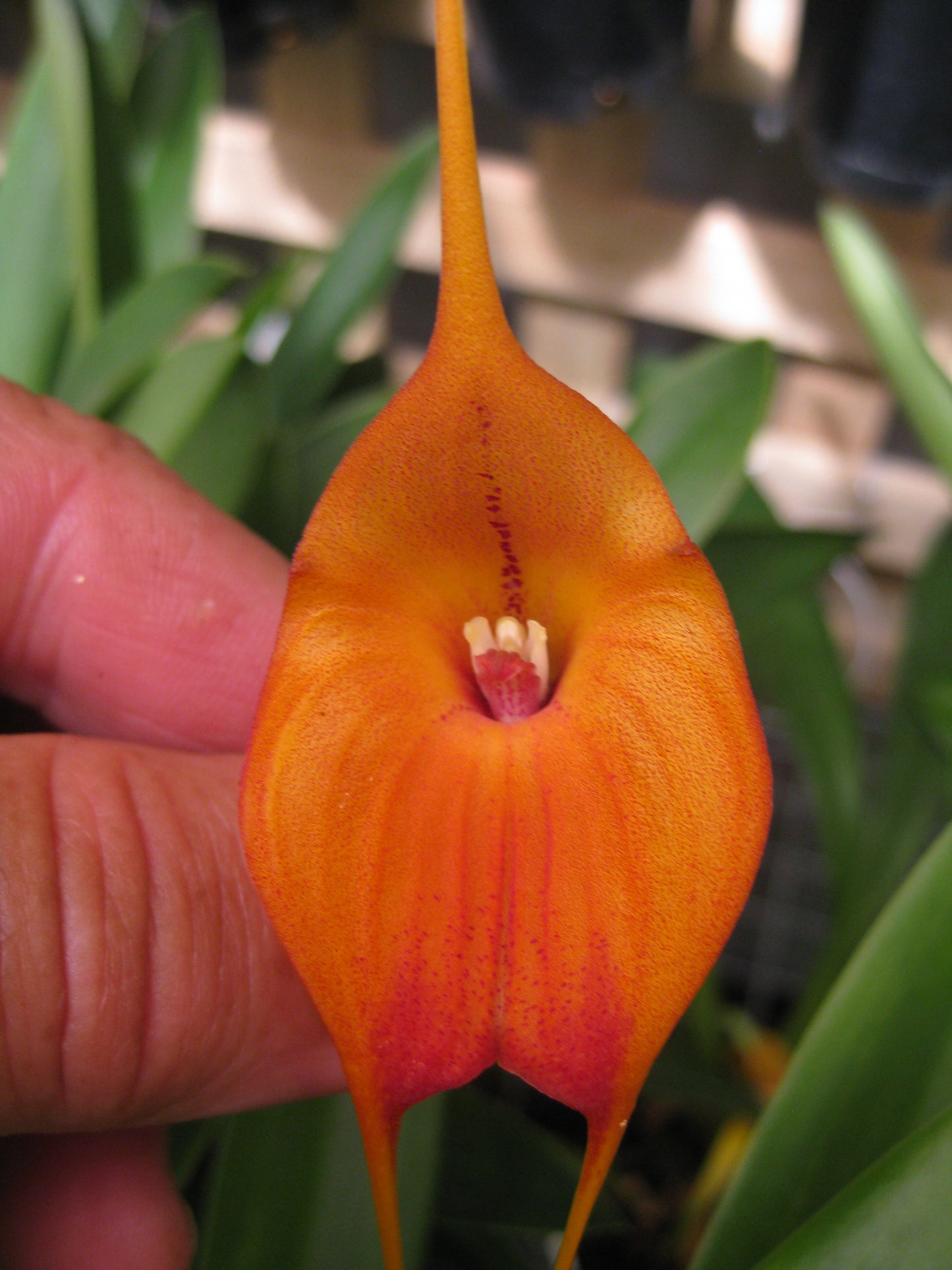 Masdevallia (Marguerite × macrura) 'Sunshine' flower close-up showing warm yellow-orange colouration and large form