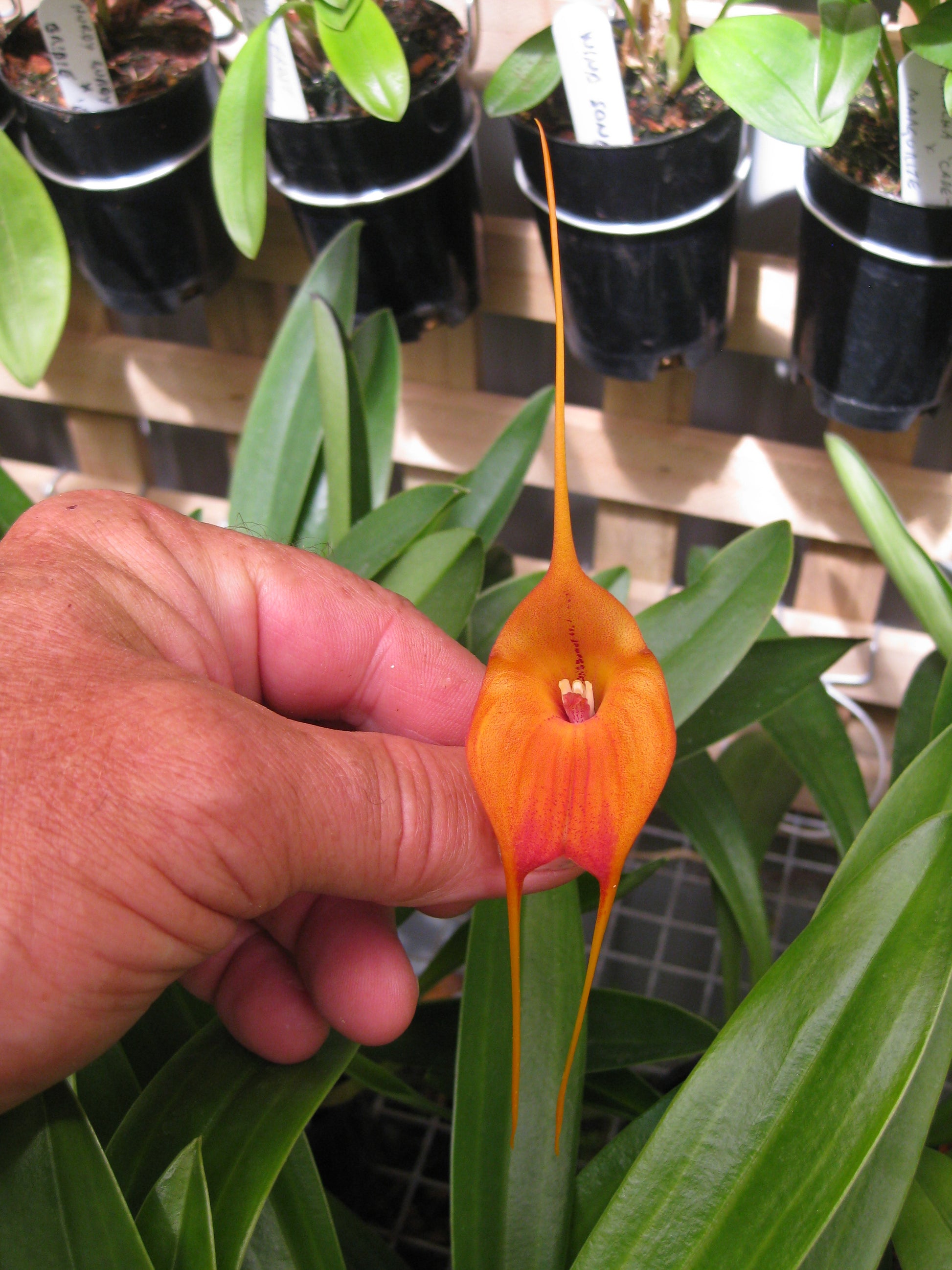 Masdevallia (Marguerite × macrura) 'Sunshine' second flower view showing macrura-influenced scale and substance