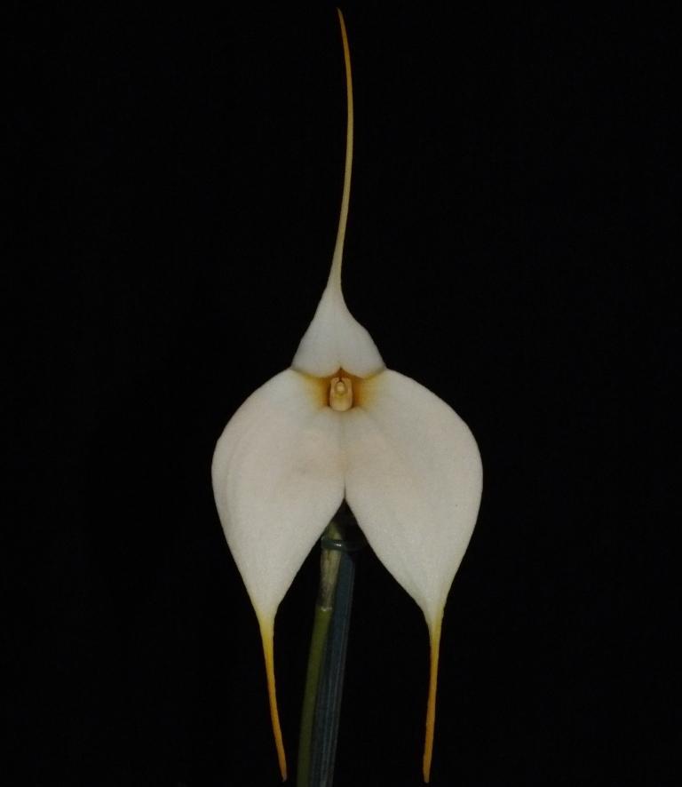 Masdevallia Mary Stall 'Laurie Jeannie' HCC/AOC