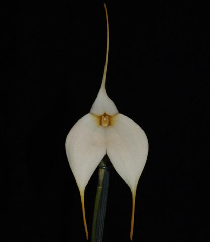 Masdevallia Mary Stall 'Laurie Jeannie' HCC/AOC