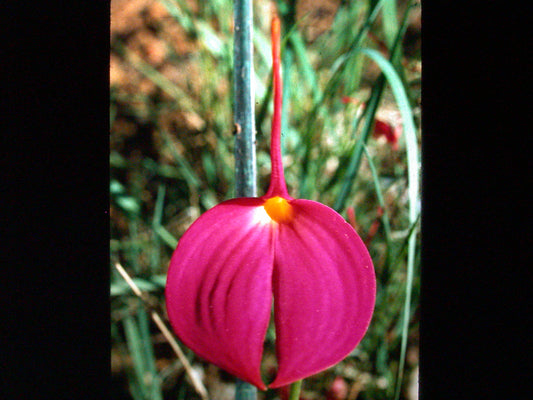 Masdevallia coccinea 'The Queen'