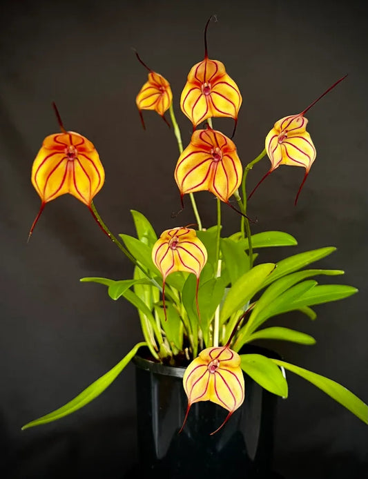 Masdevallia Partizan ‘Cinnamon Stripes’ HCC/AOC