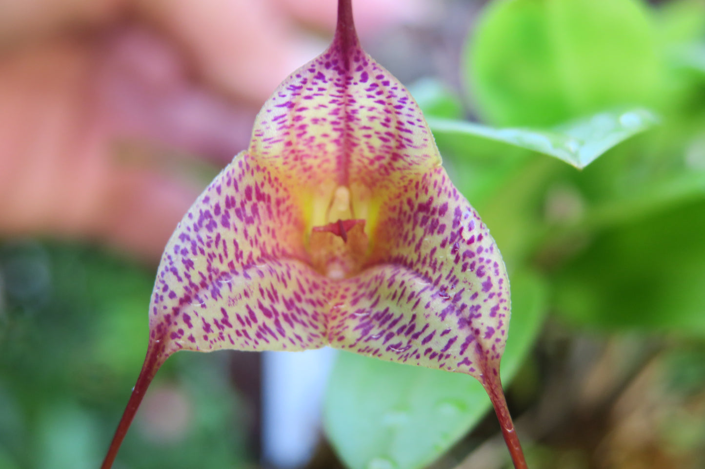 Masdevallia Bright Spice