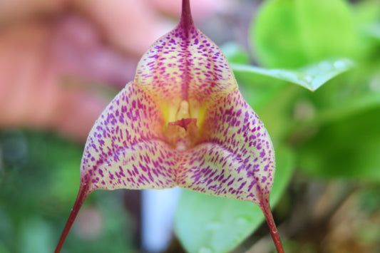 Masdevallia Bright Spice
