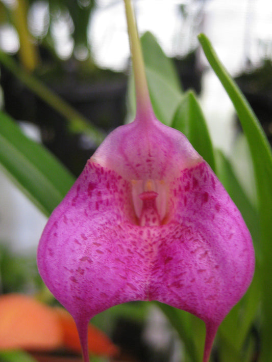 Masdevallia Latacunga ‘Morado Spot’
