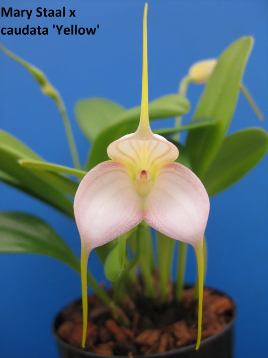 Masdevallia Mary Staal x caudata ‘Yellow’