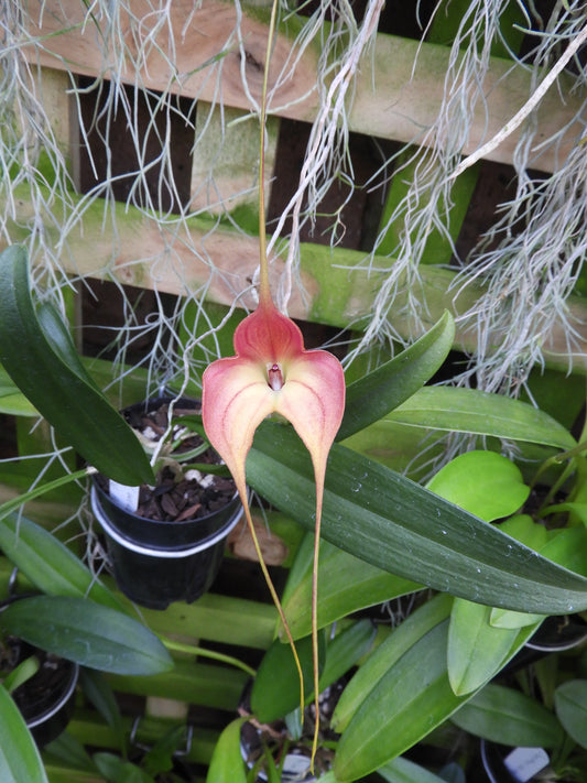 Masdevallia Rein Wine x Gertrude Puttock