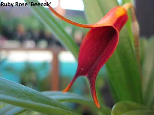 Masdevallia Ruby Rose ‘Beenak’
