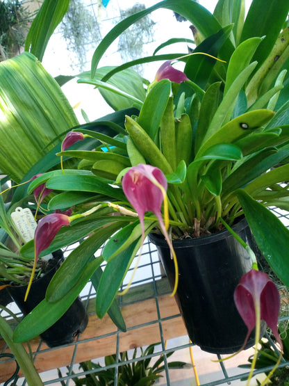 Masdevallia Vin Rouge ‘Raisin Wine’