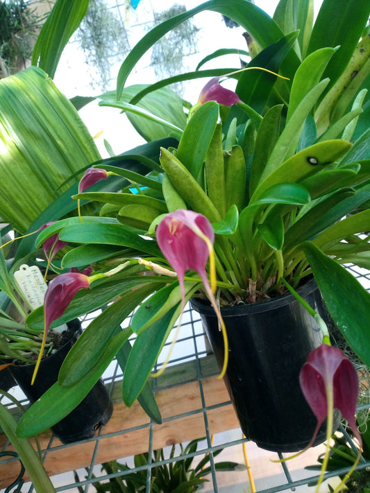 Masdevallia Vin Rouge ‘Raisin Wine’