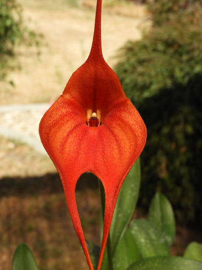 Masdevallia Bay of Fires '#525' flower close-up showing vivid colouration and triangular form