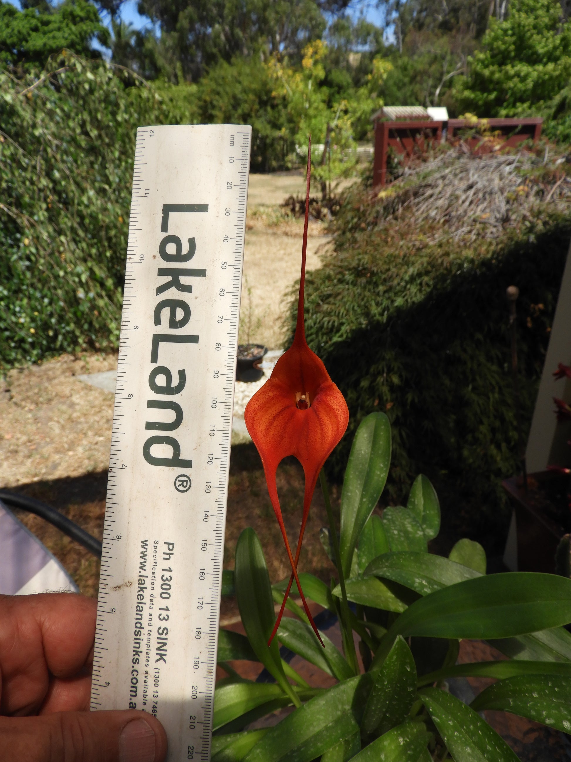 Masdevallia Bay of Fires '#525' second flower view showing strong colour and presentation