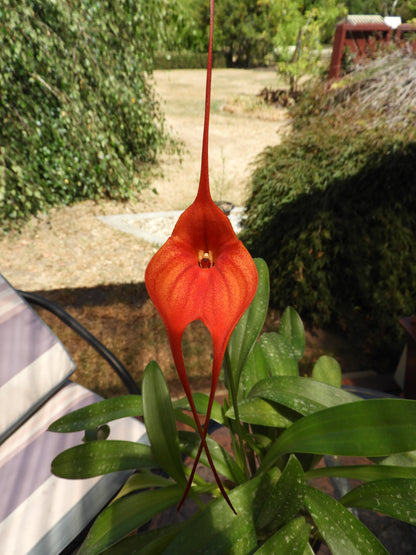Masdevallia Bay of Fires '#525' third flower view showing award-quality form