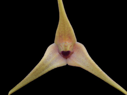 Masdevallia maloi 'Franklin'