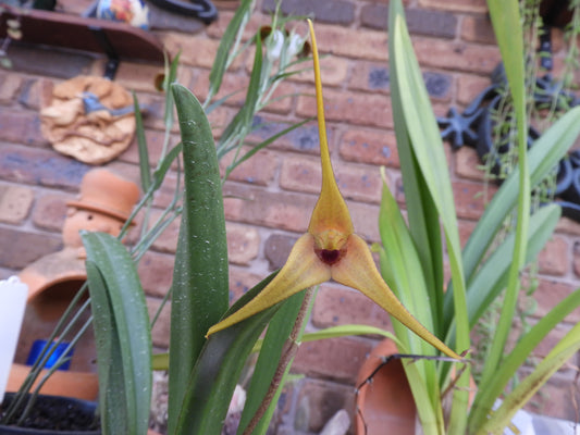Masdevallia maloi 'Franklin'