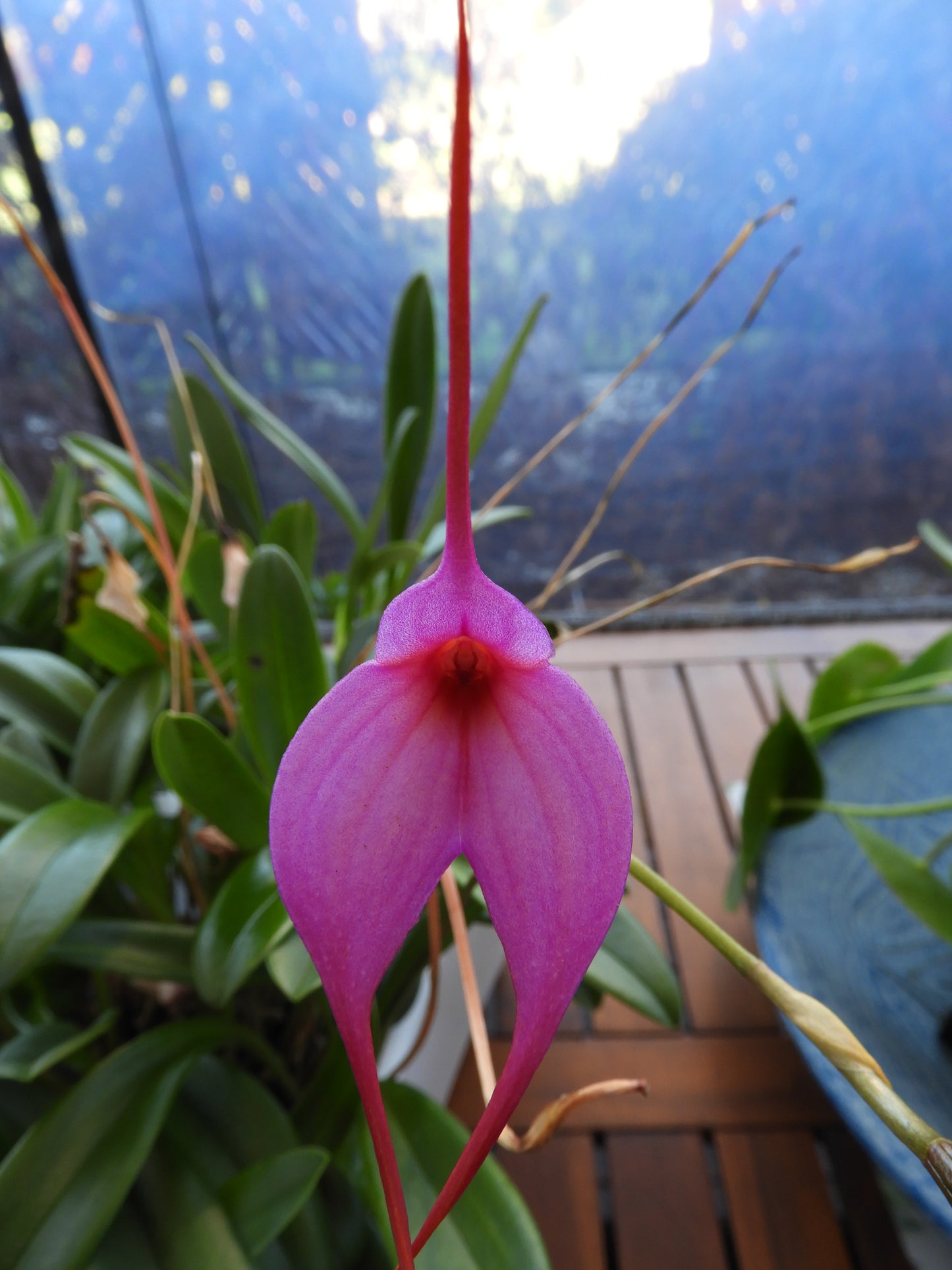 Masdevallia Hurdy Gurdy ‘Beenak’ HCC/OSCOV