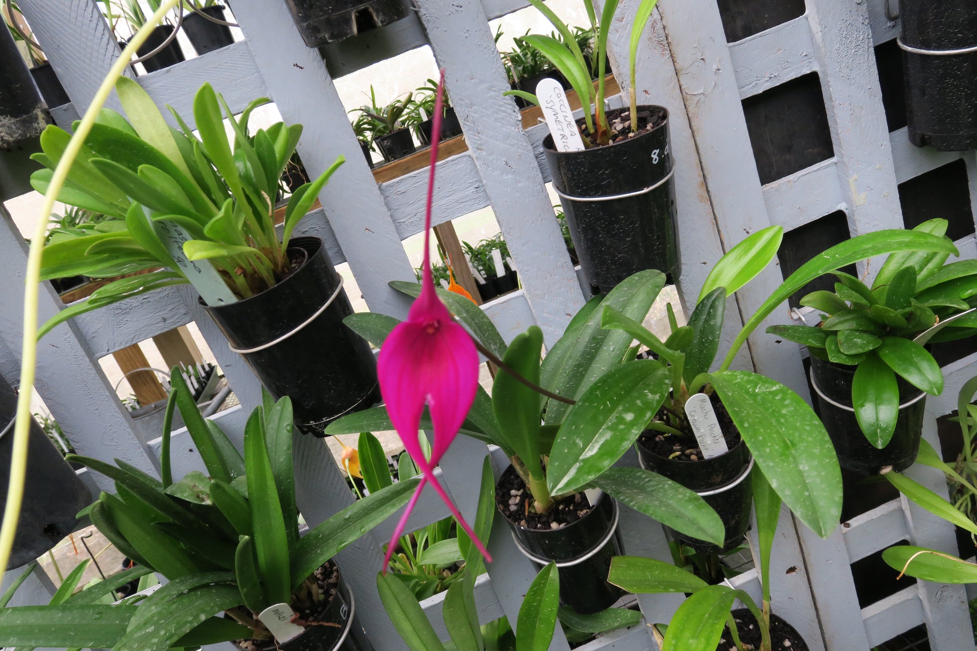 Masdevallia Machu Picchu 'Crown Point' AM/AOS flower close-up showing vivid cerise-red colouration and AM/AOS award form