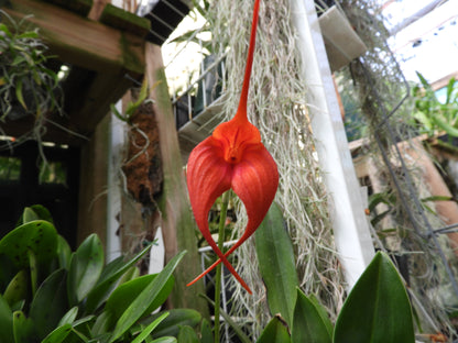 Masdevallia (Patricia Hill × macrura) 'Chunkie' second flower view showing robust macrura-influenced structure